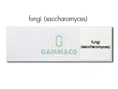 เซลการแตกหน่อยีสต์