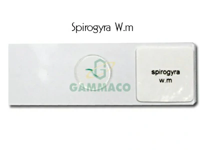 Spirogyra. W.m.