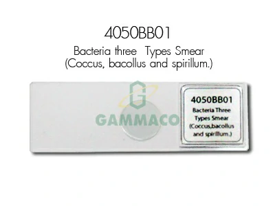 Bacteria Three Types SmearCoccus,bacollus and spirillum.
