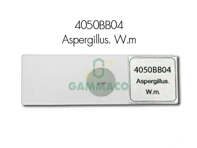 Aspergillus. W.m .