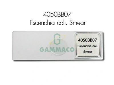 Escerichia coli. Smear