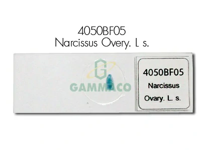 Narcissus Ovary. L. s.