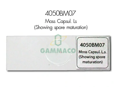 Moss Capsule. L.s.Showing spore maturation.