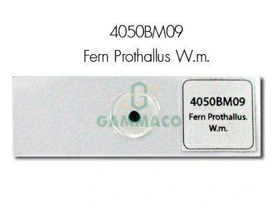 Fern Prothallus. W.m .