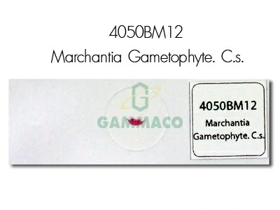 Marchantia Gametophyte. C.s.