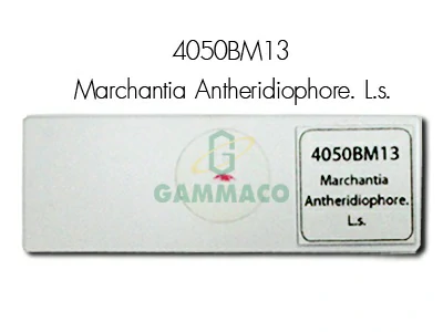 Marchantia Antheridiophore. L.s.