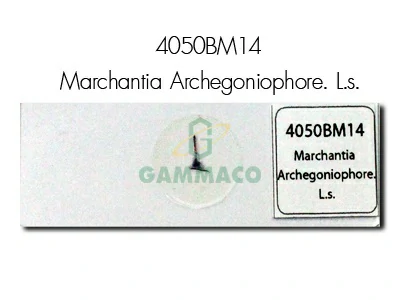 Marchantia Archegoniophore. L.s.