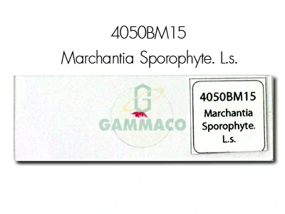 Marchantia Sporophyte. L.s.