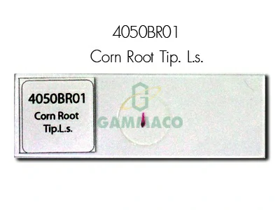 Corn Root Tip. L.s .
