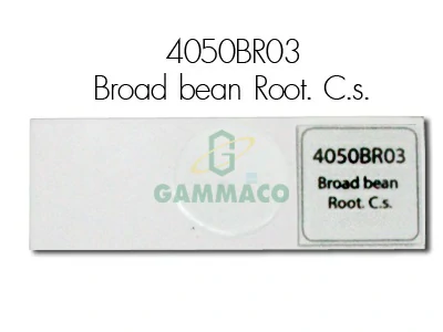 Broad bean Root. C.s.