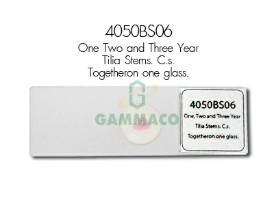 One,Two and Three Year Tilia Stems. C.s. Together on one glass.