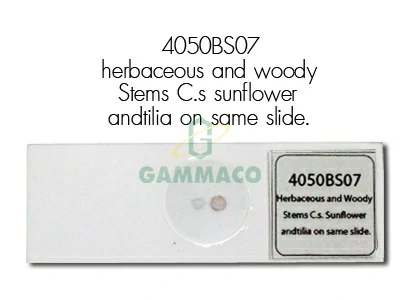 Herbaceous and Woody Stems C.s. Sunflower and tilia on same slide.