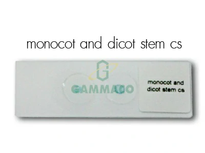 Monocot and Dicot Stem C.s. Corn and sunflower on one glass.