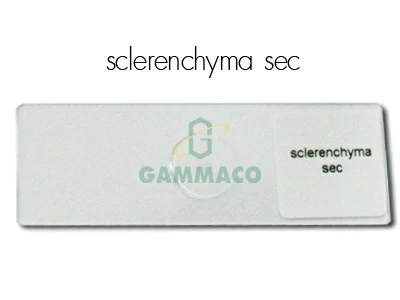 Sclerenchyma. Sec.