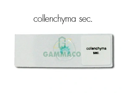 Collenchyma. Sec.