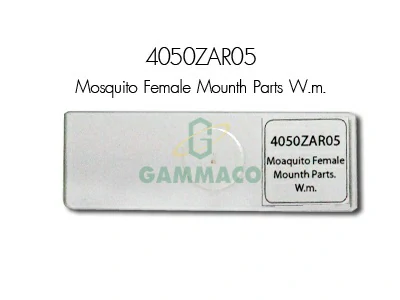 Mosquito Female Mounth Parts. W.m.