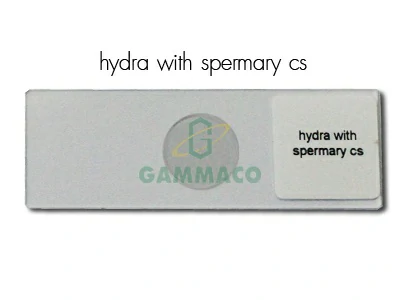 Hydra With Spermary. C.s.