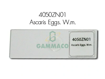 Ascaris Eggs. W.m.