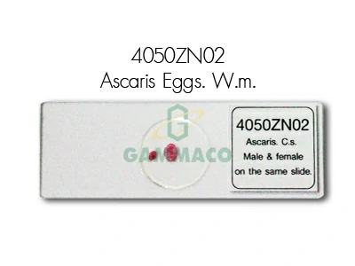 Ascaris. C.s. Male & female on the same slide.