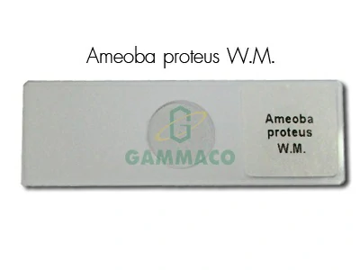 Ameoba proteus. W.m.
