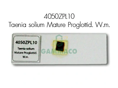 Taenia solium Mature Proglottid. W.m.