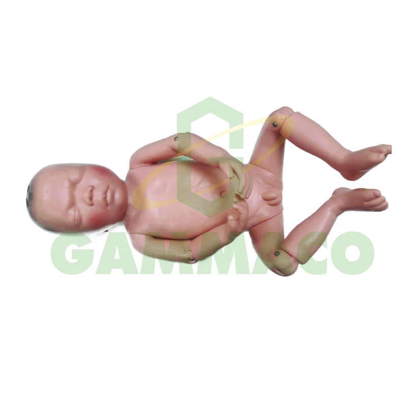Newborn Infant Model