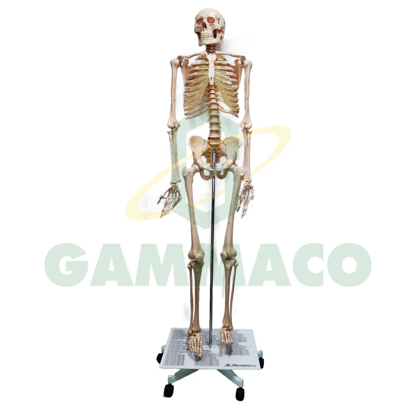 Human skeleton, life size