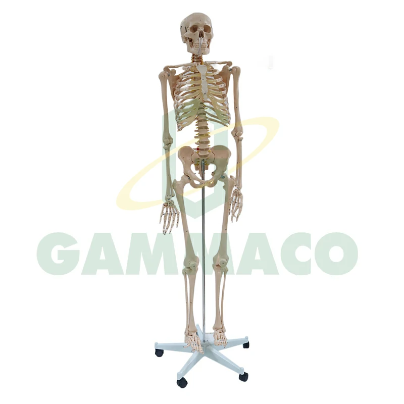 Human Skeleton, Life Size (No Base)