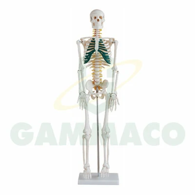 หุ่นจำลองโครงกระดูก (206 ชิ้น)