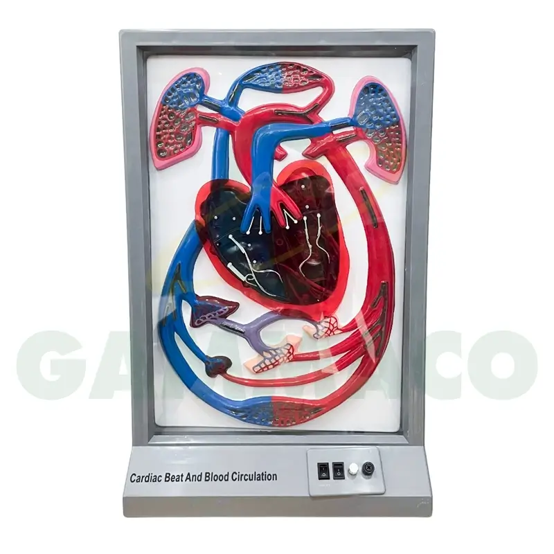 Heart pulse and blood circulation model (Electric type)