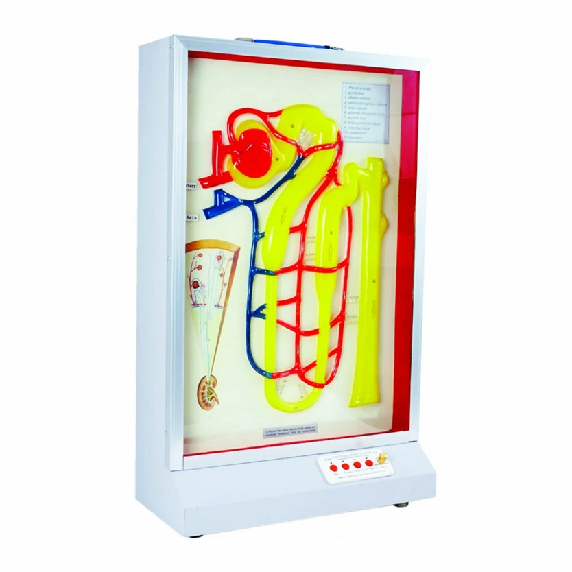 Dynamic model of urine path (electric type)