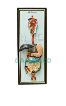 Big Human digestive system