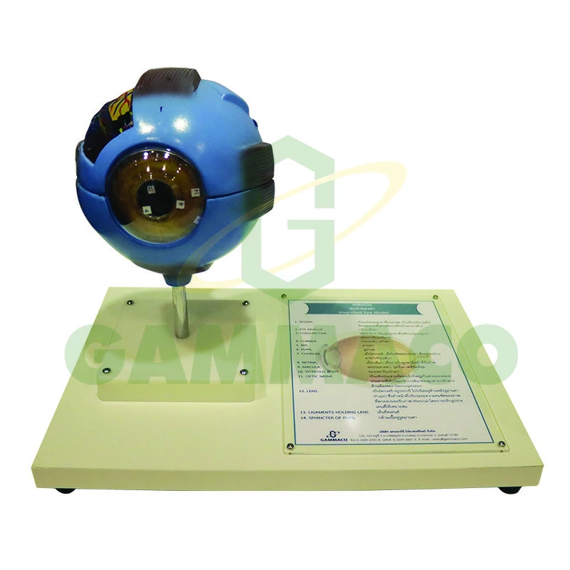 Magnified eye model