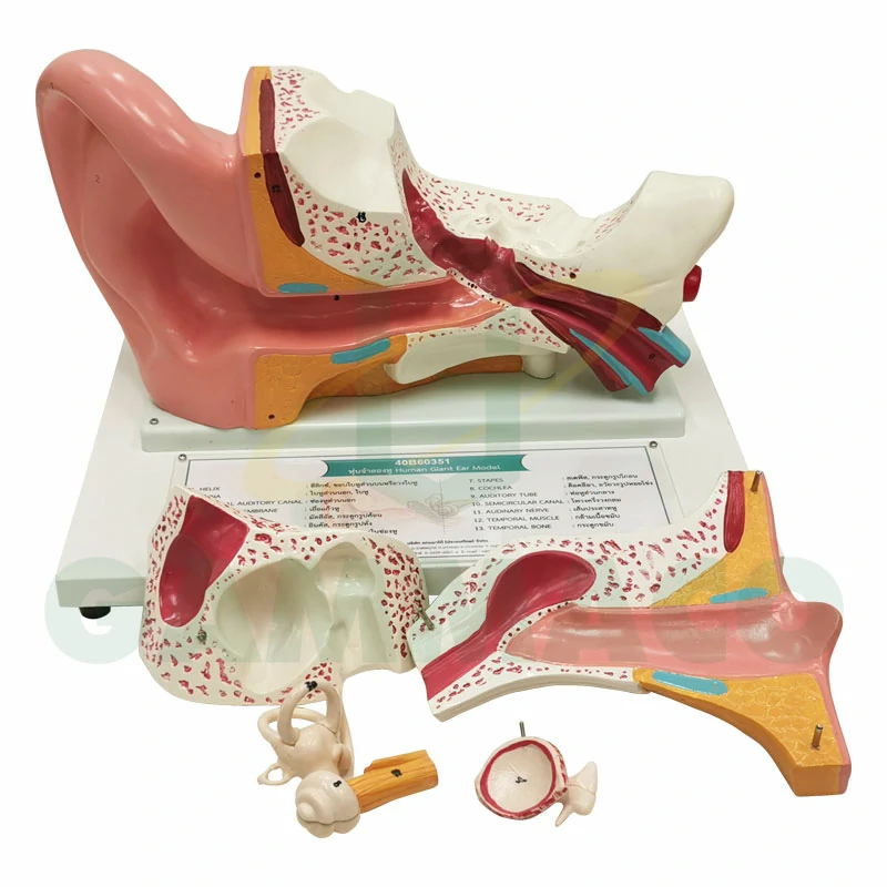 Human giant ear model