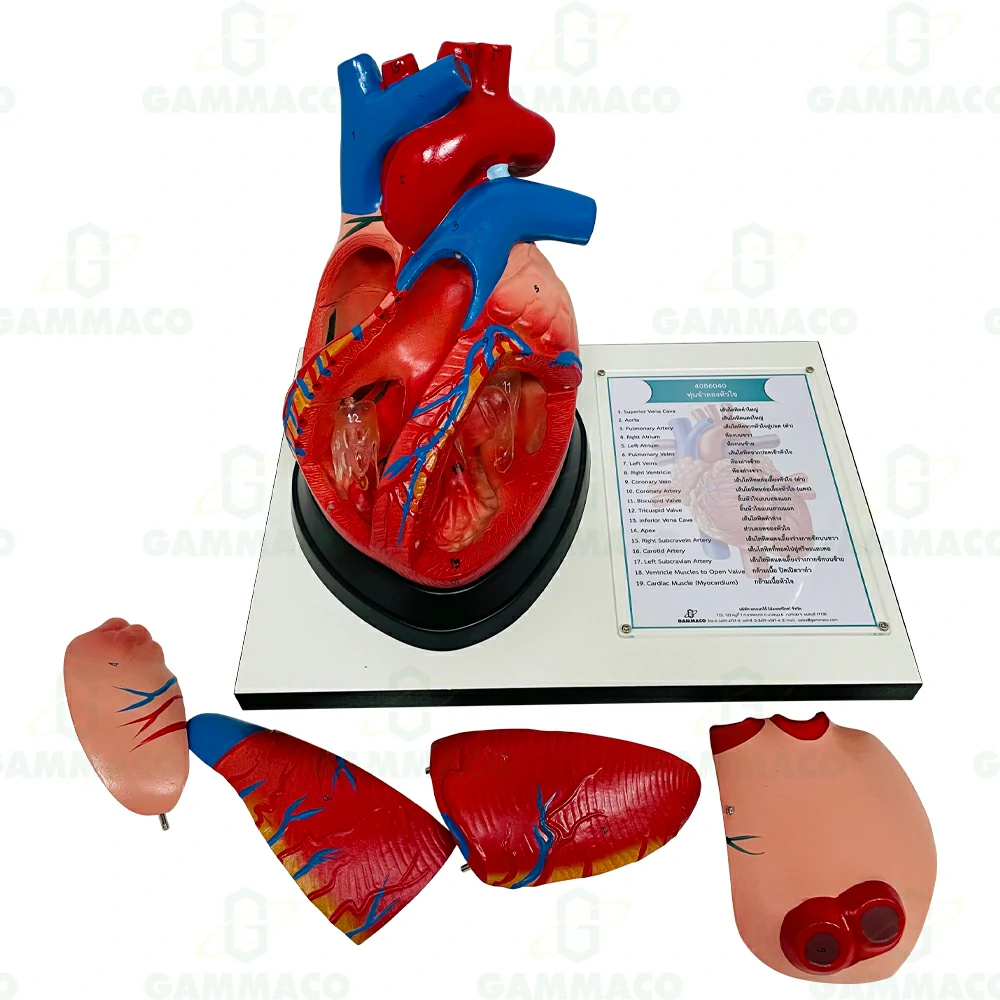 Magnified anatomical heart model (Wood Base)
