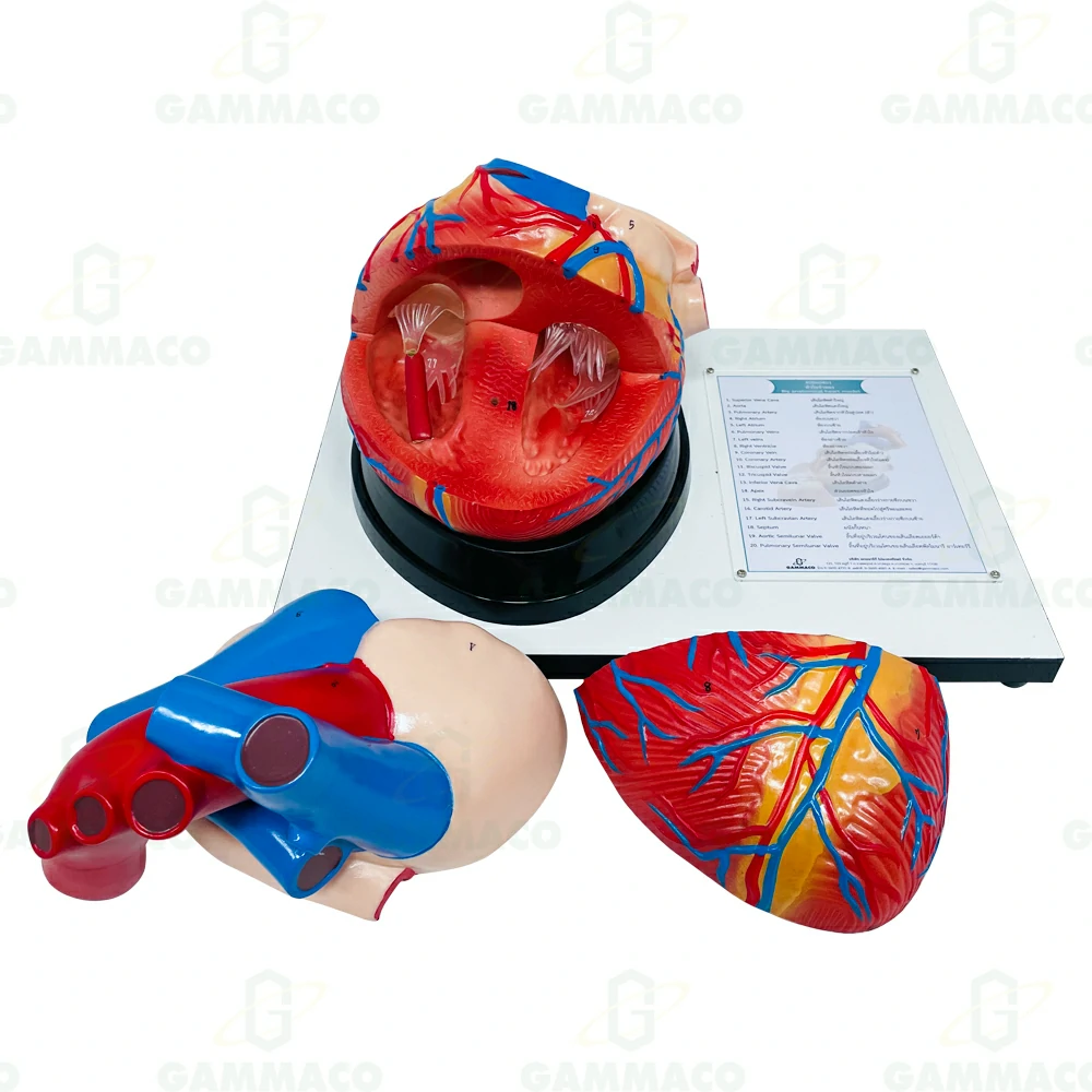 Big anatomical heart model (Wood Base)