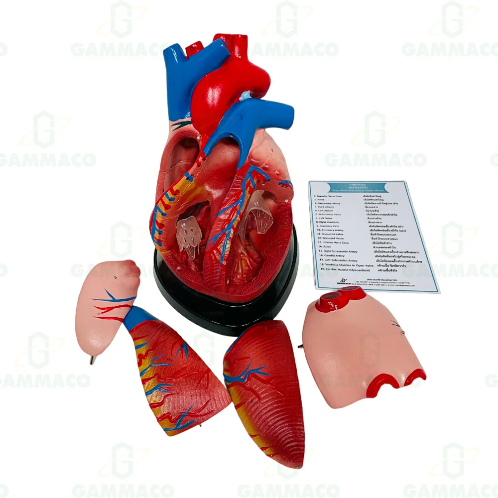Magnified Anatomical Heart Model (Plastic Base)