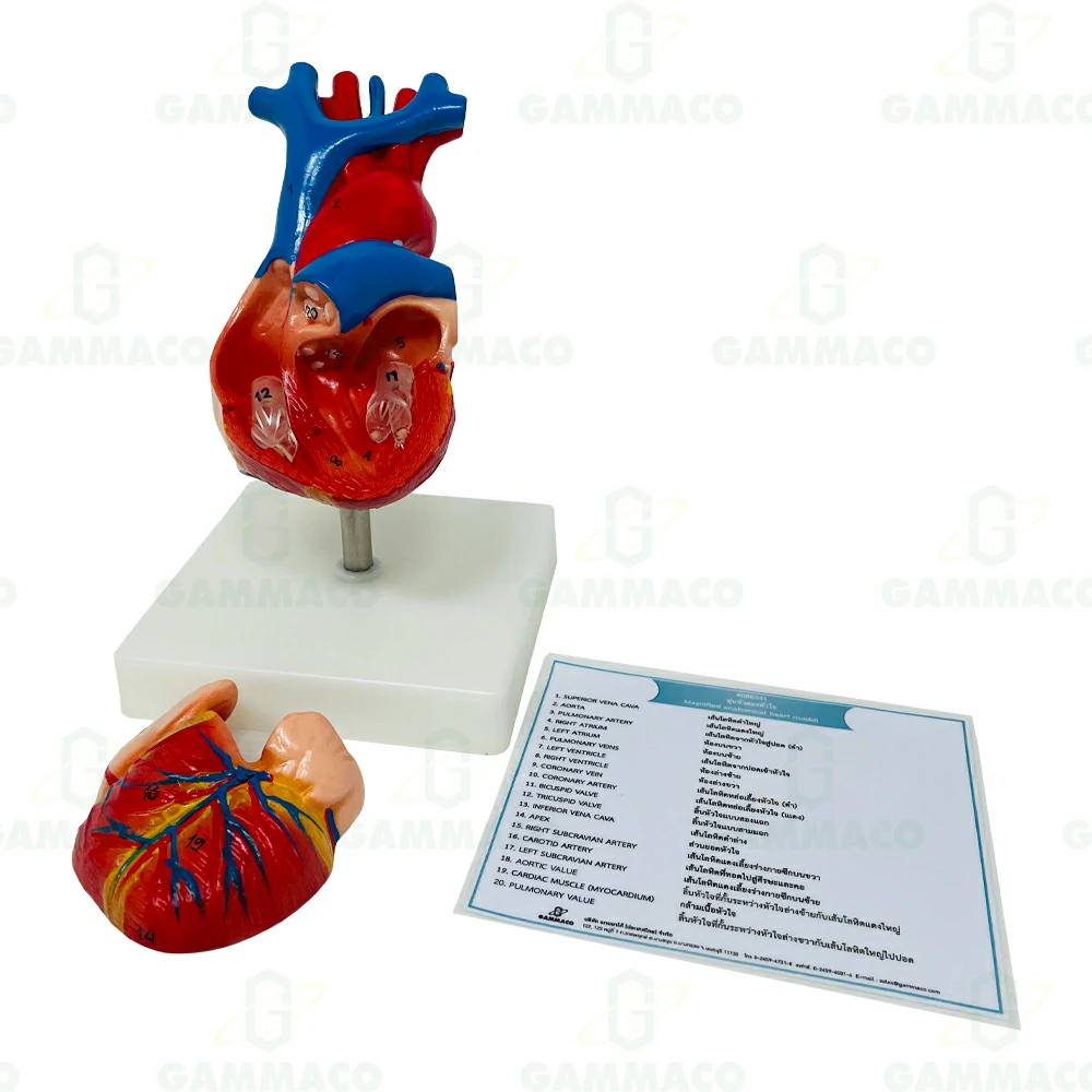 Life SIZE heart Model