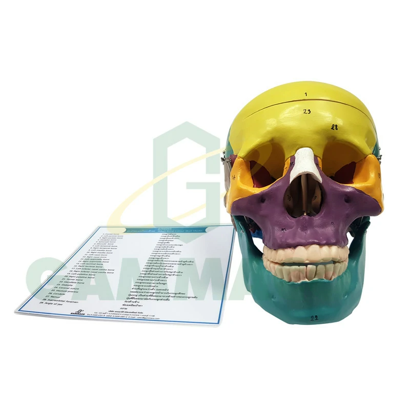 Adult bonecolour skull model