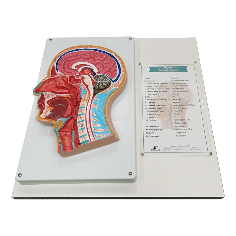 Human head & neck model
