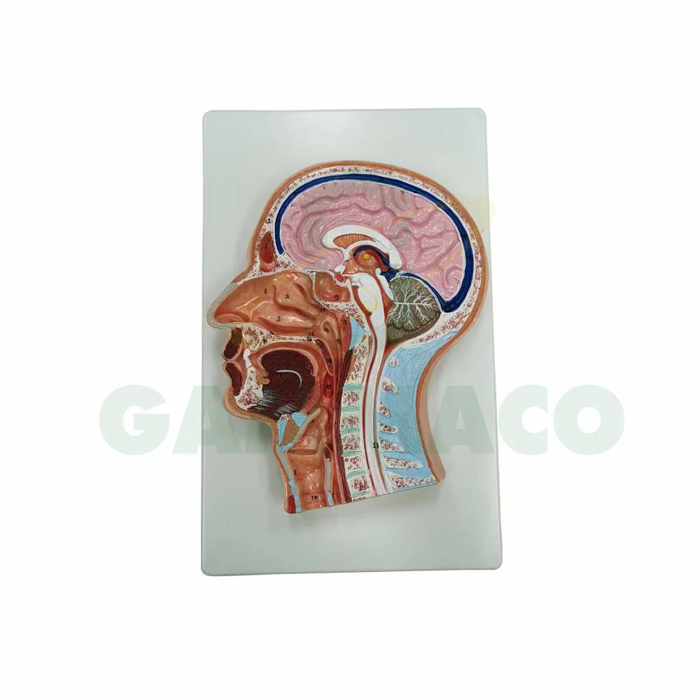 Human Head & Neck Model Type 2