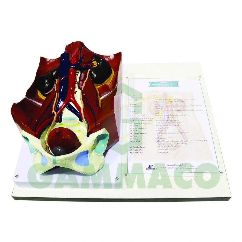 Human kidney with bladder model (Wood Base)