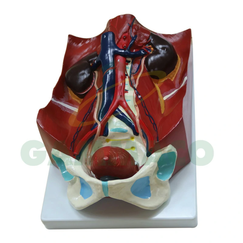 Human Kidney with Bladder Model (Plastic Base)