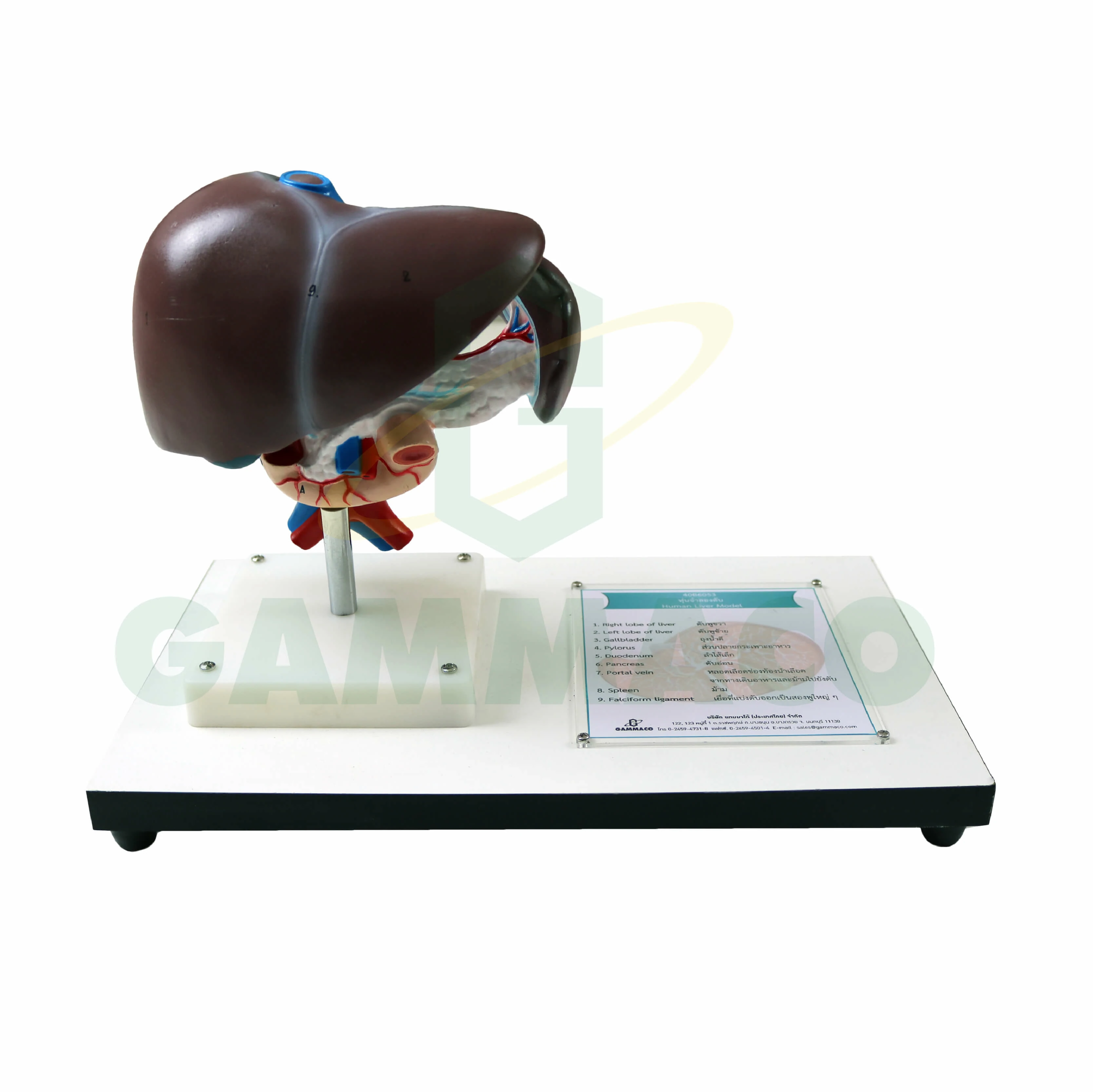 Human Liver Model