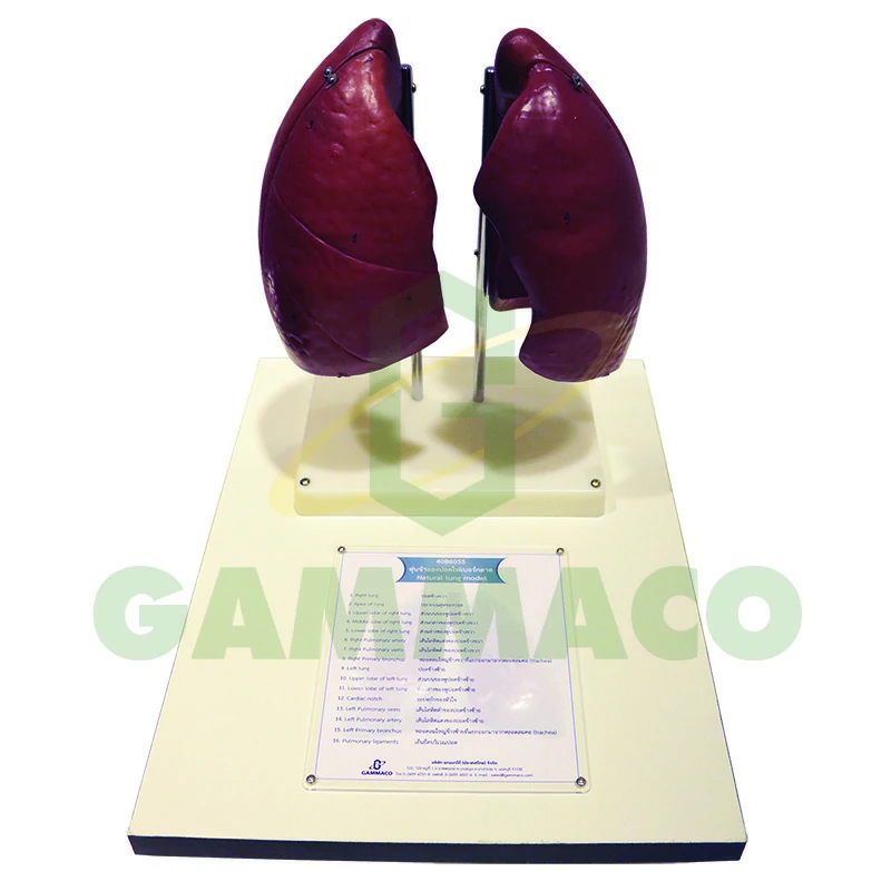 Natural lung model