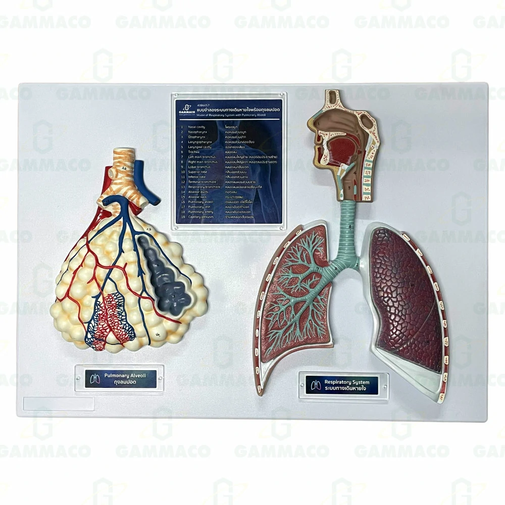 Model Of Respiratory System with Pulmonary Alveoli