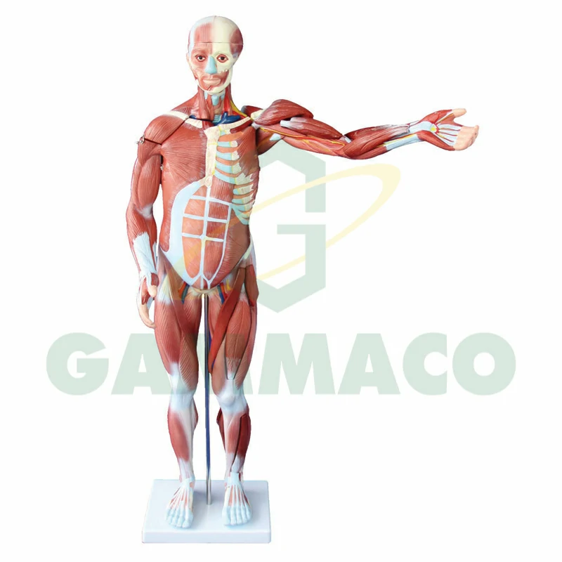 Human muscle model 80 cm
