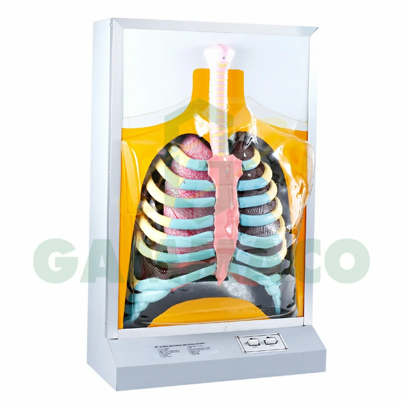 Dynamic model of human respiratory system (electric type)