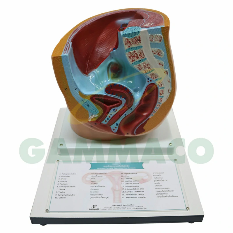 Human Female Reproductive System (Wood Base)