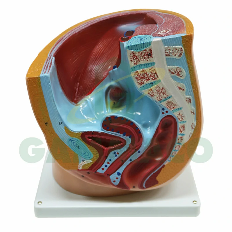 Human Female Reproductive System (Plastic Base)